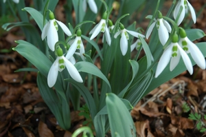 Giant Snowdrop